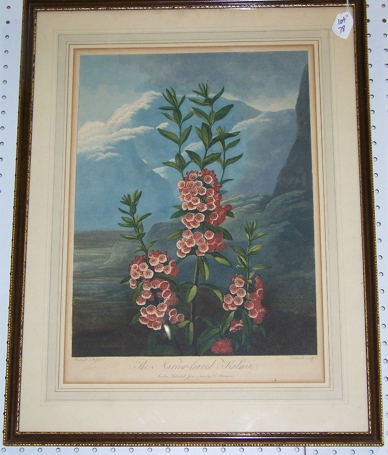 19th C. Aquatint by "Dr. Thornton" Fine Botanical