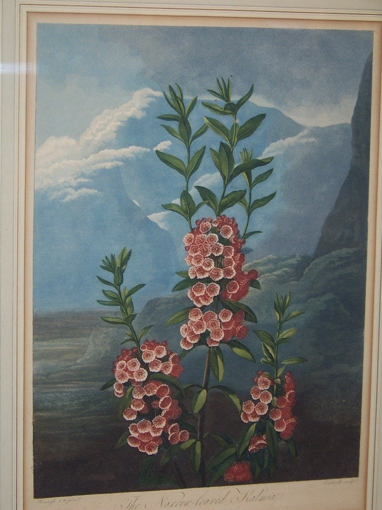 19th C. Aquatint by "Dr. Thornton" Fine Botanical - 2