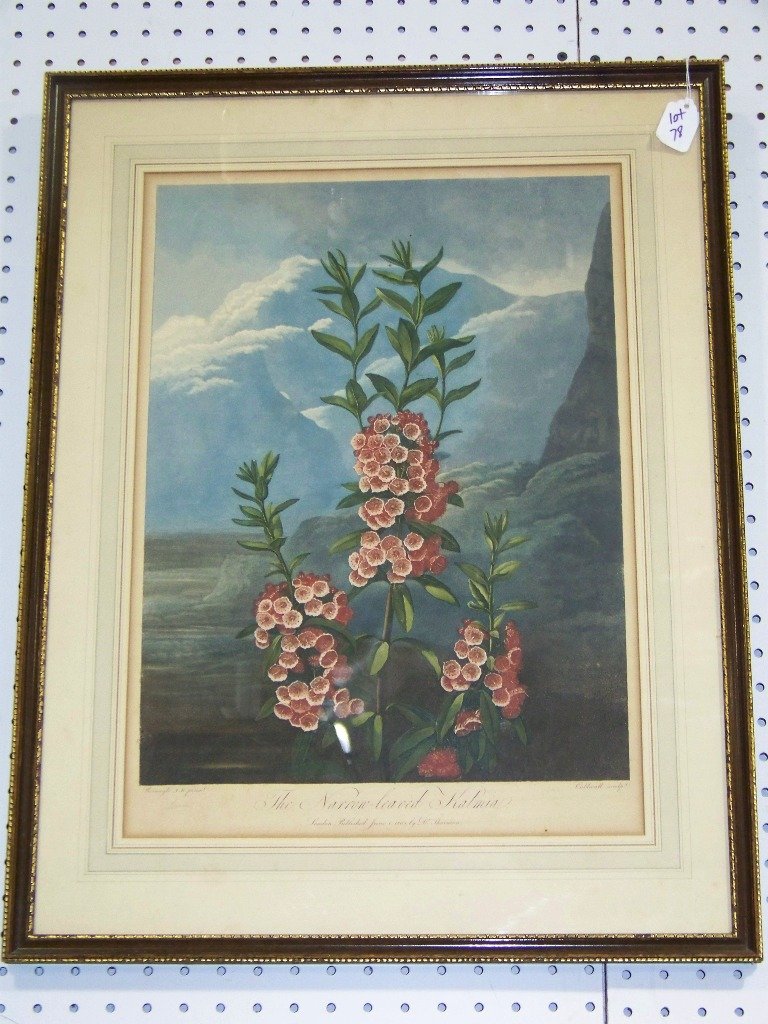 19th C. Aquatint by "Dr. Thornton" Fine Botanical - 3