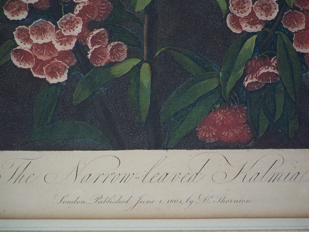 19th C. Aquatint by "Dr. Thornton" Fine Botanical - 6
