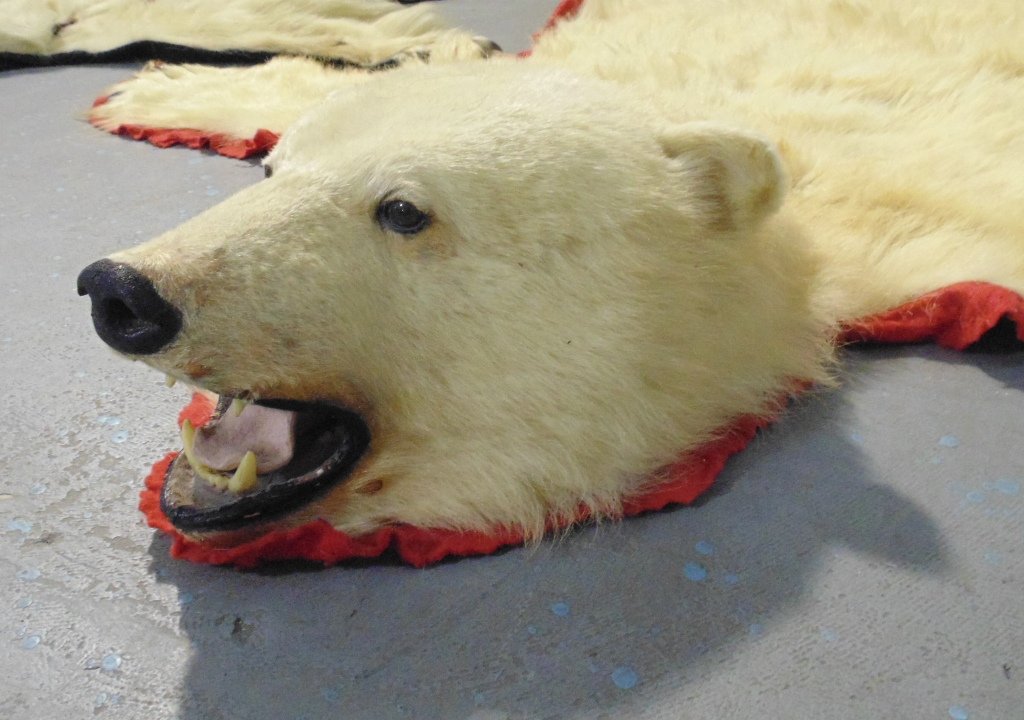 Pair of Early Polar Bear Skin Rugs: Pair of Early Polar Bear Skin Rugs.Has a Ron Telesky Taxidermists label of Canada on verso of one.Each is app.6'long and 5'3" wide.One has a lot of damage as shown other is in fairly good condition wi