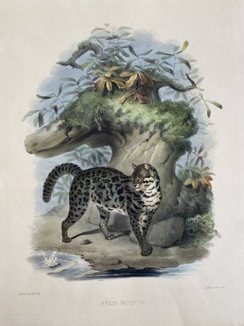 Daniel Giraud Elliot (1835-1915) FELIS SCRIPTA Hand Colored Lithograph Big Cat RARE: Daniel Giraud Elliot (1835-1915), FELIS SCRIPTA, hand-colored lithograph.. printed by Hanhart, sheet 23 3/4 in. x 18 3/4 in.