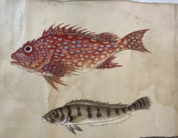 Kano Tsunenobu 1636-1713 Rare Scroll With Multiple Fish Master Painting RARE