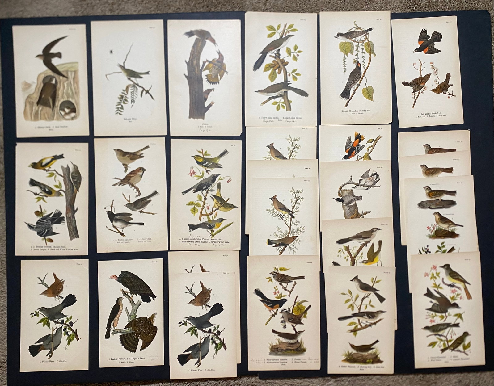 Benjamin Harry Warren Birds of Pennsylvania Chromolithographs lot of 25 (1 of 7)