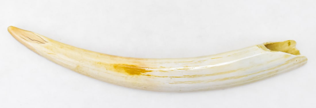 POLISHED WALRUS TUSK: Polished walrus tusk. 