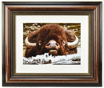 'AMERICAN BISON RIVER CROSSING' FRAMED PHOTOGRAPH