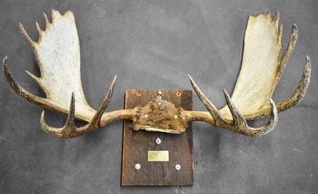 ALASKAN BULL MOOSE MOUNTED SKULL CAP WITH ANTLERS