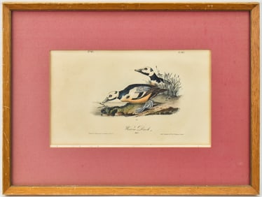 AUDUBON 'WESTERN DUCK' HAND-COLORED LITHOGRAPH
