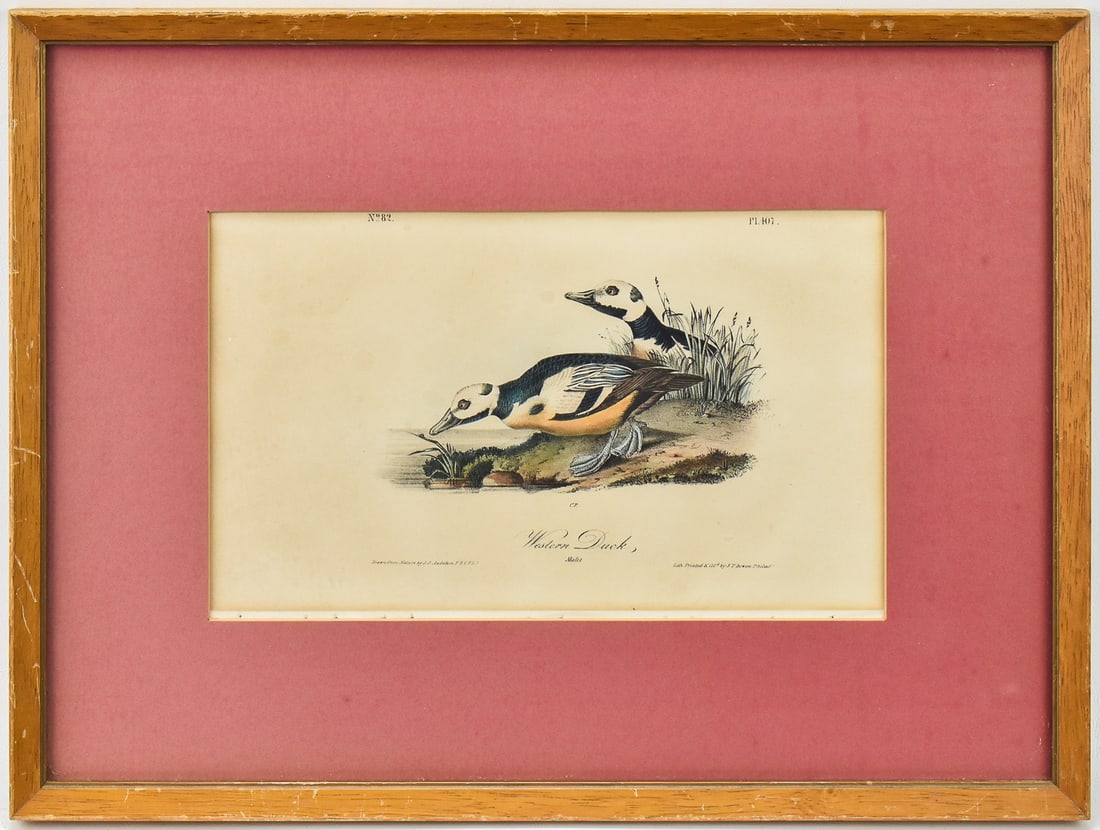 AUDUBON 'WESTERN DUCK' HAND-COLORED LITHOGRAPH (1 of 5)