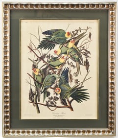 AUDUBON "CAROLINA PARROT" EXTINCT SPECIES PRINT