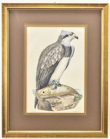 PELLAS FIRENZE OSPREY LITHOGRAPH