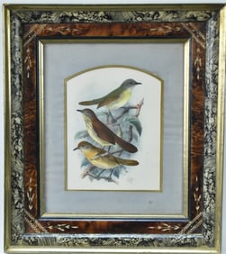 SIGNED GREY-CHEEKED TIT-BABBLER ILLUSTRATION PLATE; 19TH CENTURY