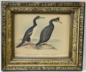 VICTORIAN HAND-COLORED CORMORANT LITHOGRAPH