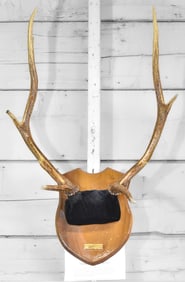 1999 SLED SPRINGS OREGON ELK NINE POINT RACK TROPHY MOUNT
