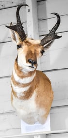 PRONGHORN TAXIDERMY SHOULDER MOUNT