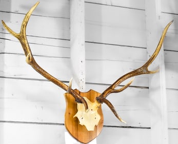 NINE POINT ELK SKULL CAP TROPHY MOUNT
