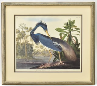 AUDUBON 'LOUISIANA HERON' PRINT