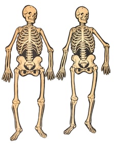 TWO LARGE BEISTLE DIECUT JOINTED SKELETONS