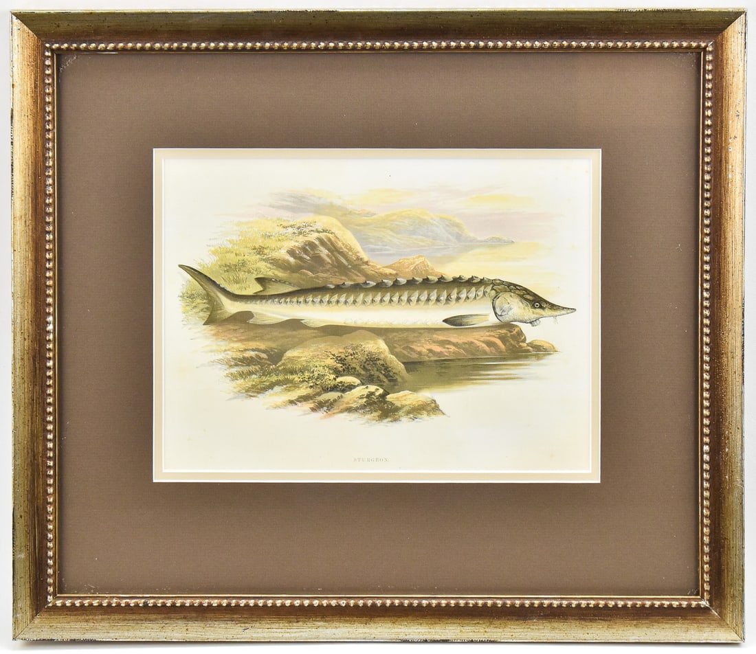 REV. WILLIAM HOUGHTON 'EUROPEAN STURGEON' LITHOGRAPH BY AF LYDON: Chromolithographic print "European Sturgeon" on paper by Reverend William Houghton (1828-1895), the English naturalist and creator of the major work "British Fresh-Water Fishes" (1879). Printed by AF