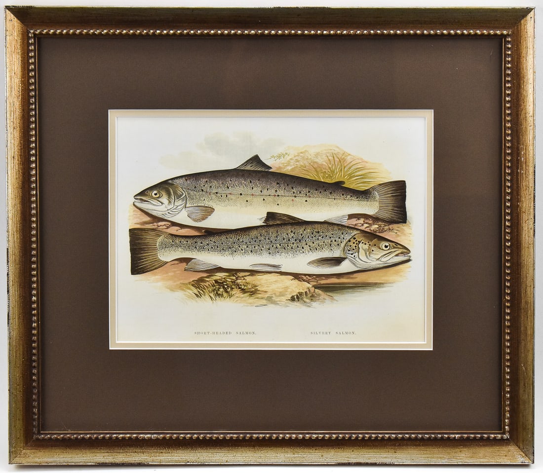 REV. WILLIAM HOUGHTON 'SALMON' CHROMOLITHOGRAPH BY AF LYDON: Chromolithographic print on paper by Reverend William Houghton (1828-1895), the English naturalist and creator of the major work "British Fresh-Water Fishes" (1879). Features a short-headed salmon