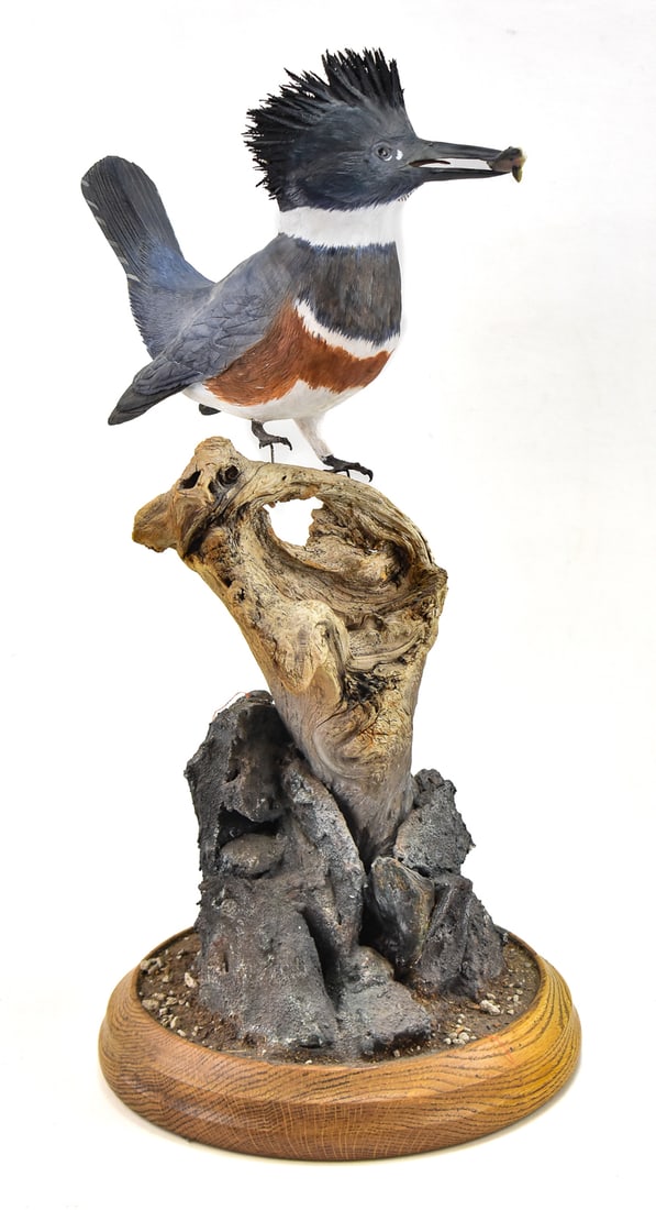 BELTED KINGFISHER SCULPTURE: Belted Kingfisher bird is made of a hollow but durable resin with a small wood salmon in its mouth. Base is an oak round base, with a chunk of drift wood on top. All together the sculpture measures