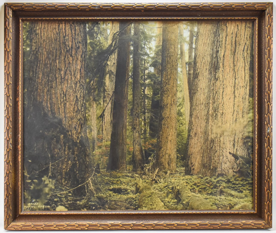 ASAHEL CURTIS, "FOREST SCENE IN THE HOH RIVER VALLEY" PHOTO MOUNTED ON BOARD (1 of 3)
