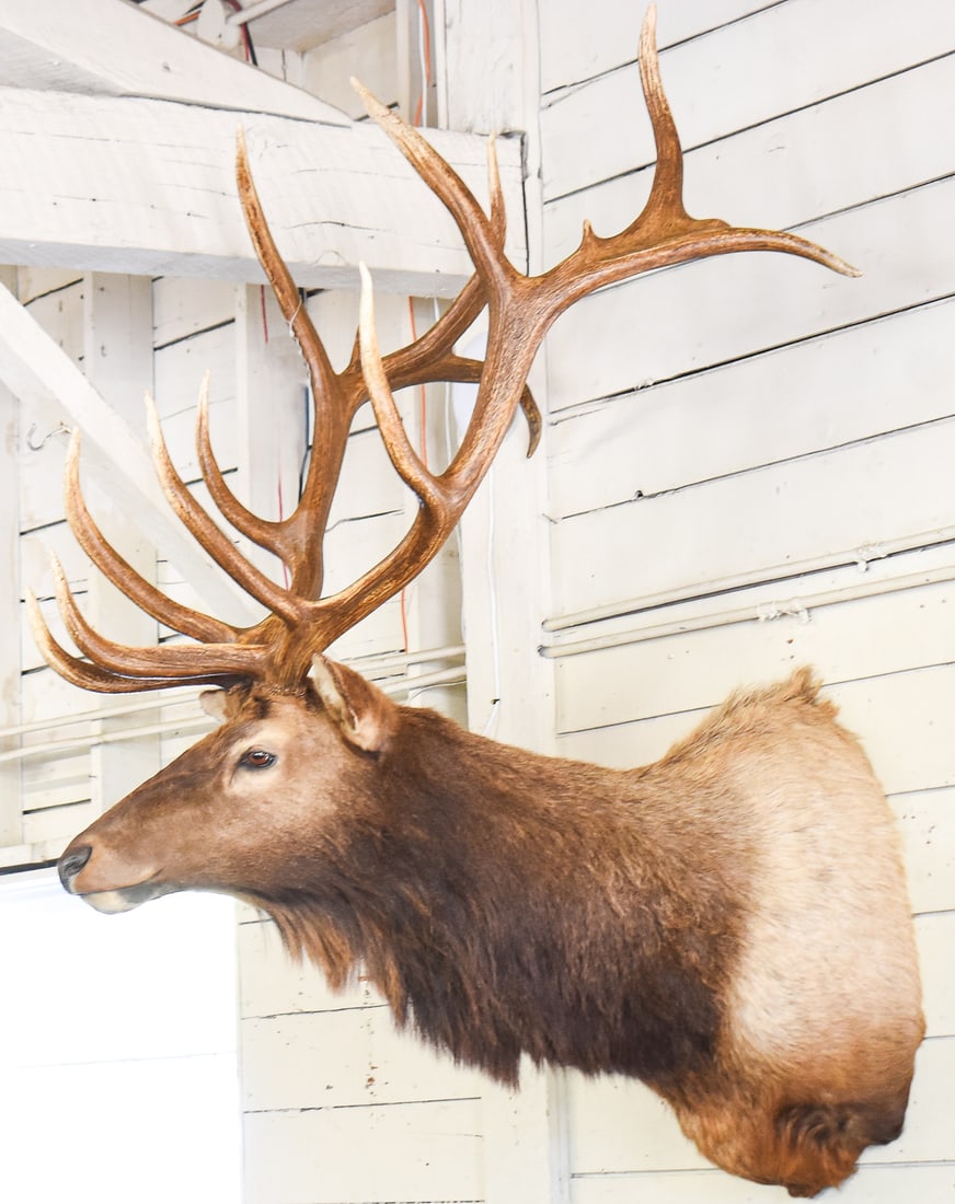 TROPHY ROCKY MOUNTAIN ELK TAXIDERMY: This elk was shot and harvest in Nevada in November of 2006. They have an antler score of 375"+/-.Oregon Fish and Wildlife as tagged the mount and paperwork will be provided to buyer. The elk mou