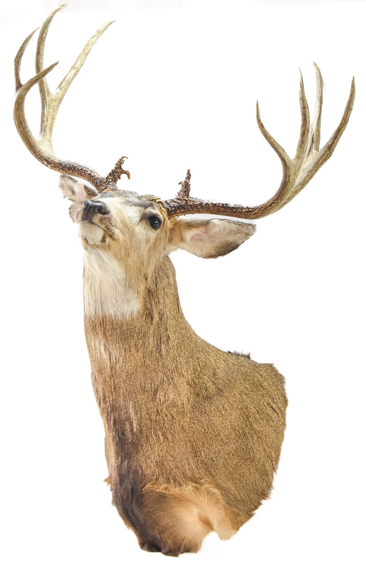 TROPHY MULE DEER SHOULDER TAXIDERMY: This mule deer was shot and harvested in the state of Oregon. The dear has a score of 200" +/- . Oregon Fish and Wildlife has tagged the mount and paperwork will be provided to buyer. This full m
