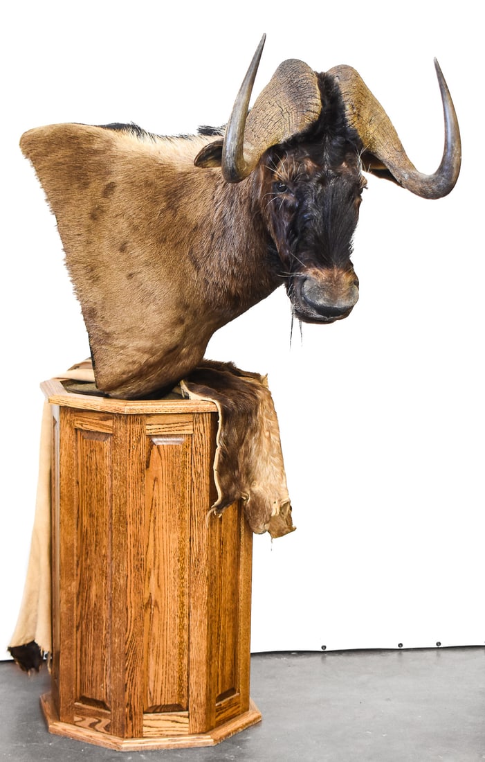 BLACK WILDEBEEST BUST AND PELT TAXIDERMY: This African Black Wildebeest taxidermy is mounted onto an octagonal oak base. The pelt consists of the back hind area including the tail. They appear to come from the same wildebeest. As the mount do
