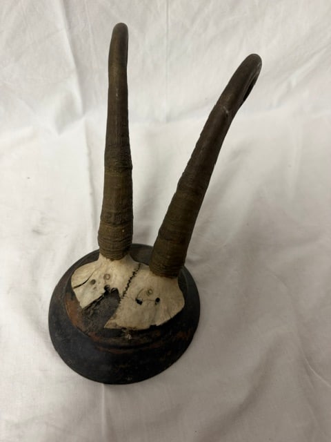 Chamois Horn Trophy: Chamois horn trophy mounted on turned wooden plaque