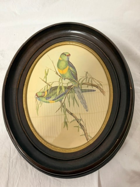 Black Tailed Parakeet: Framed ornithological print titled "Black Tailed Parakeet" (Polytelis melanura) after John Gould
