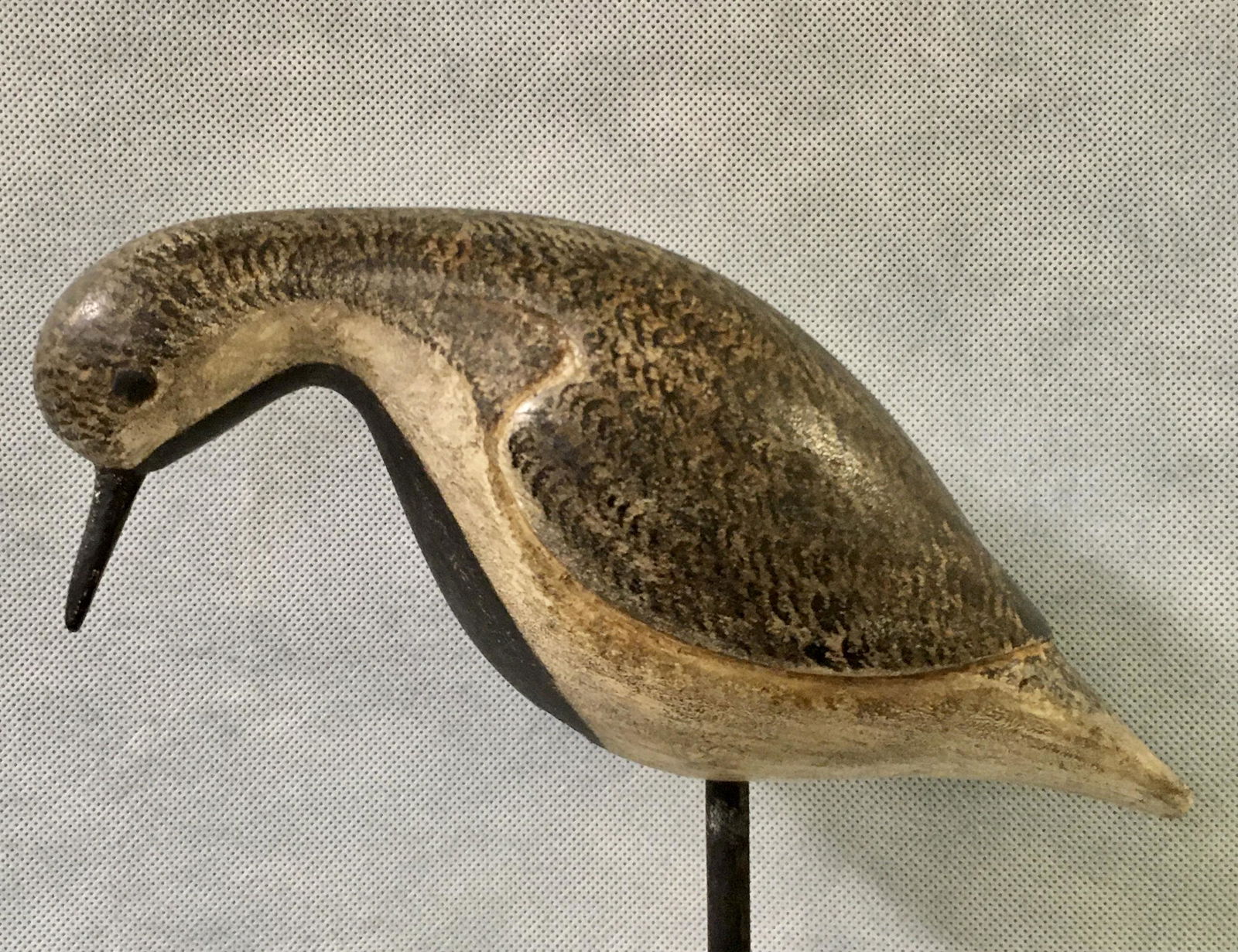 Black-Bellied Plover by Brian Piccirillo (1 of 6)