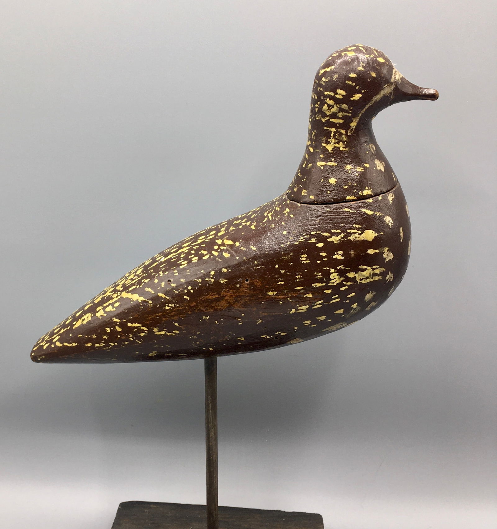 Golden Plover by Charles F. Coffin (1 of 5)