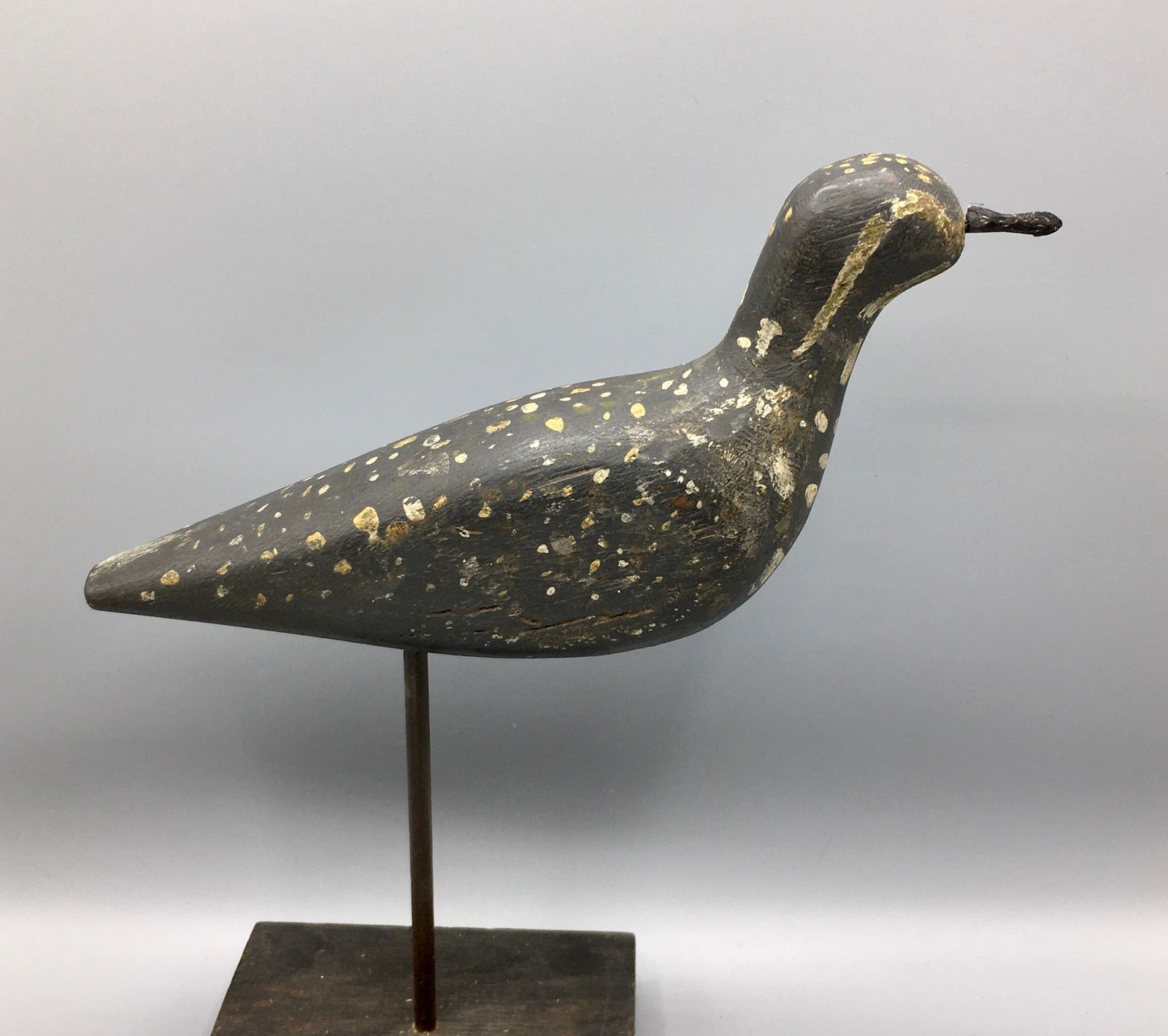 Golden Plover from Nantucket (1 of 5)