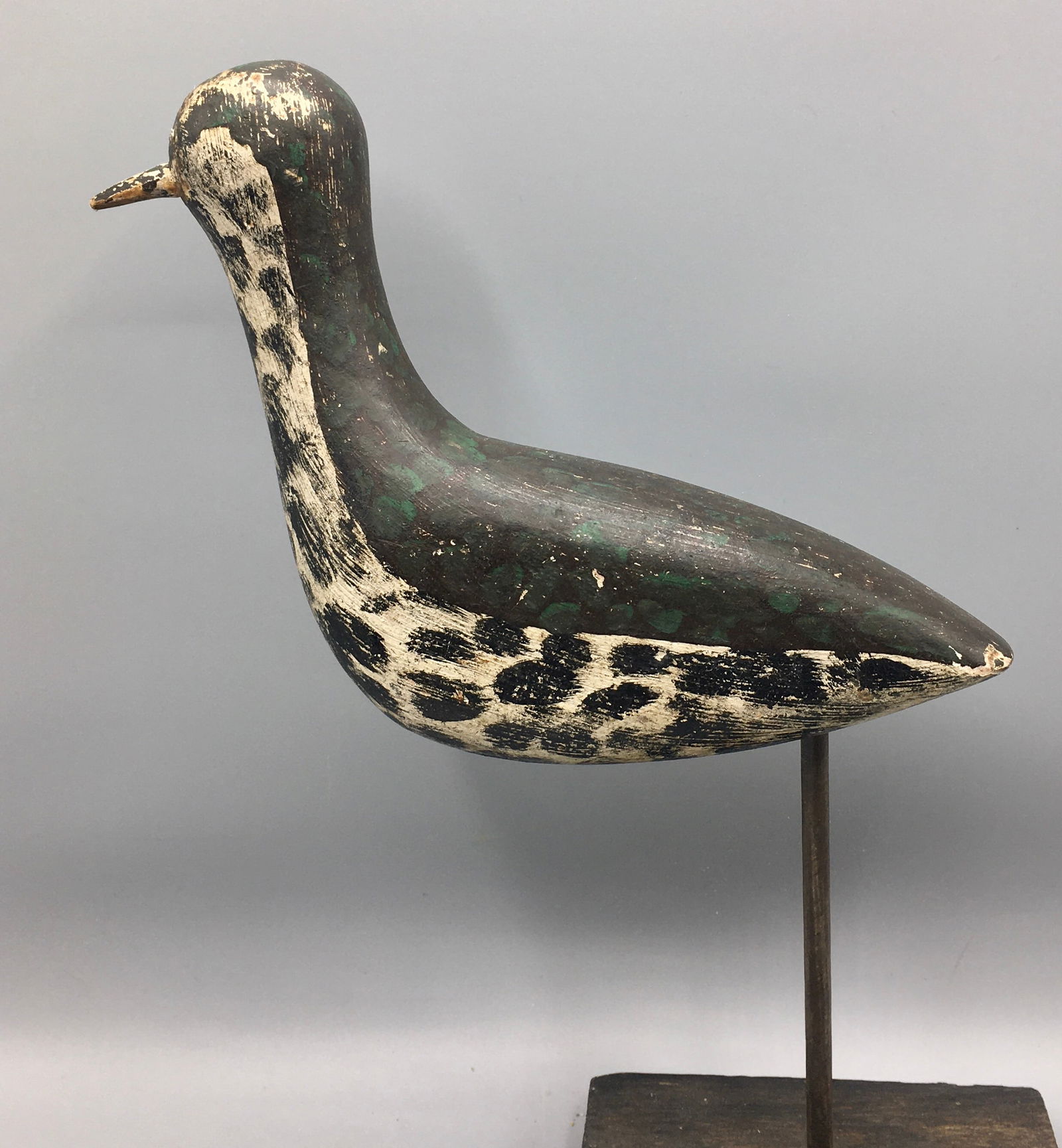 Winter Plumage Plover by Frank Adams (1 of 5)