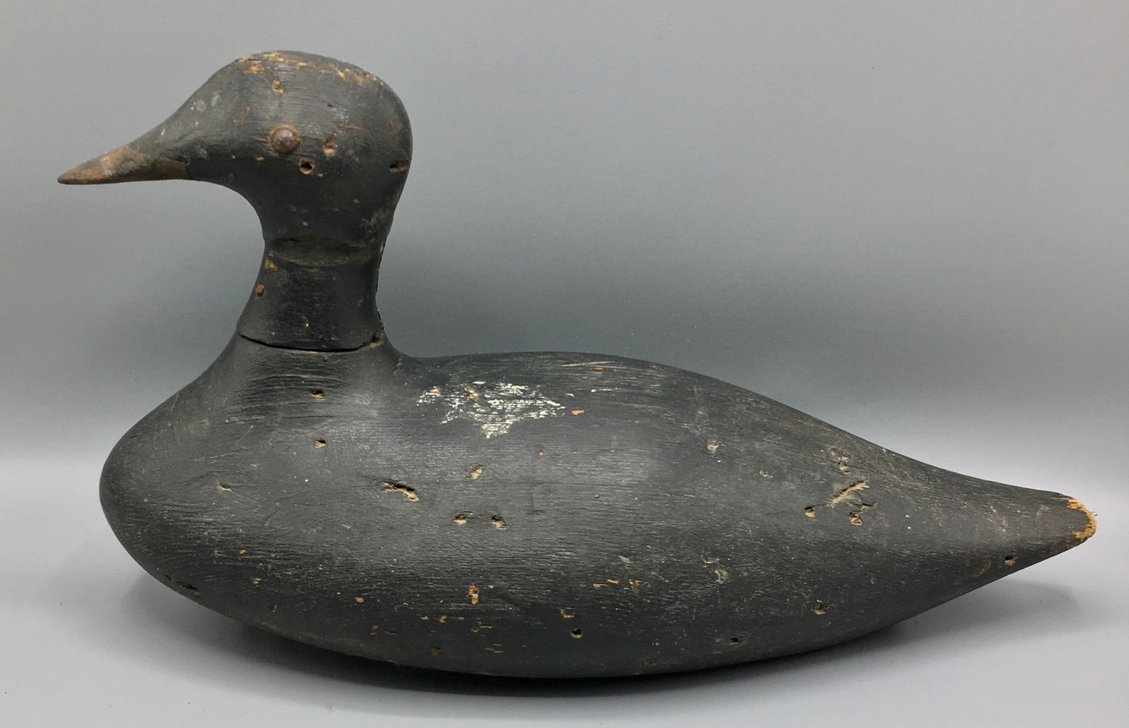 Common Scoter by Charles Richardson (1 of 5)