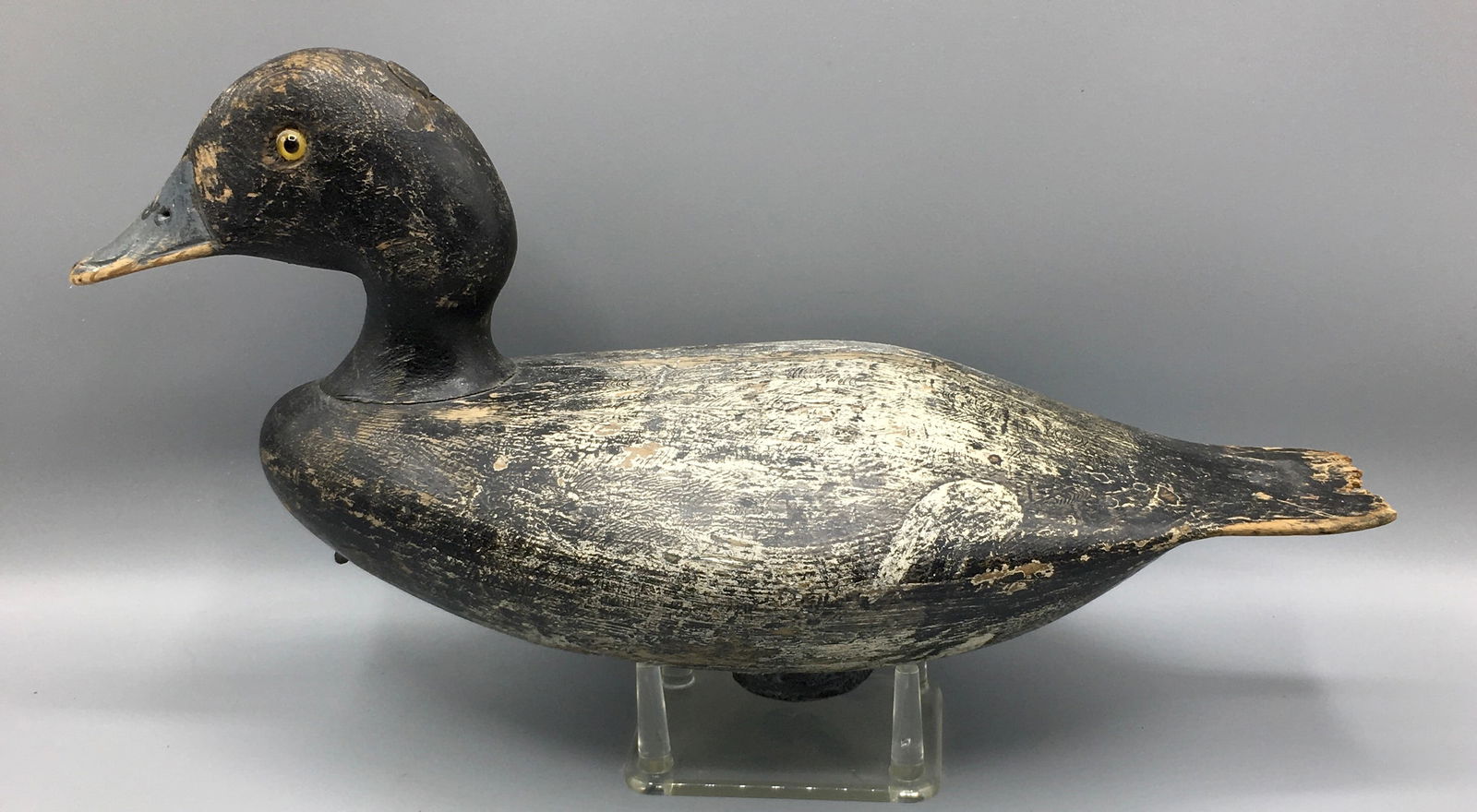 Bluebill Drake by George Stevens (1 of 6)