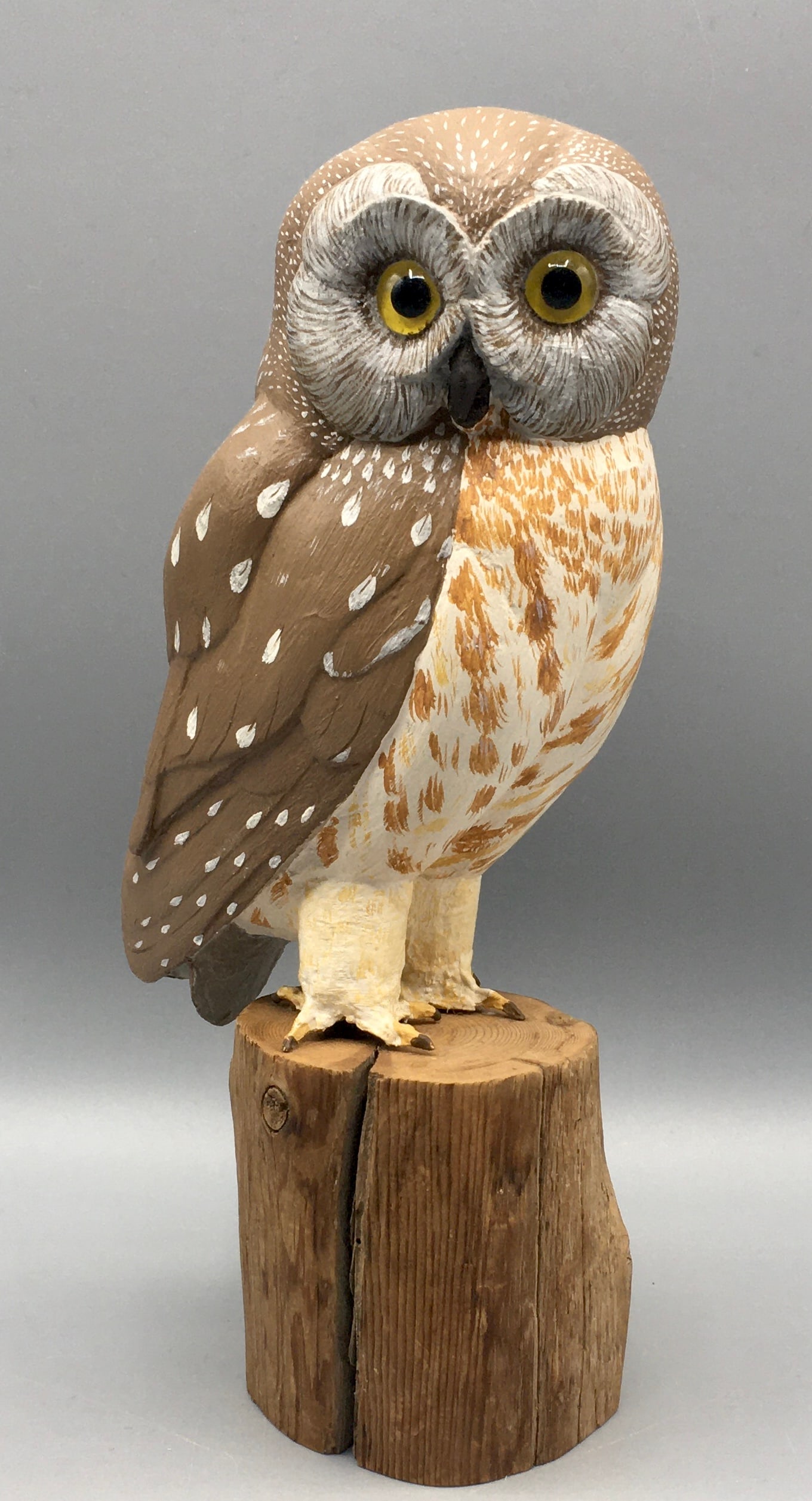 Saw-Whet Owl by Bob and Virginia Warfield (1 of 5)