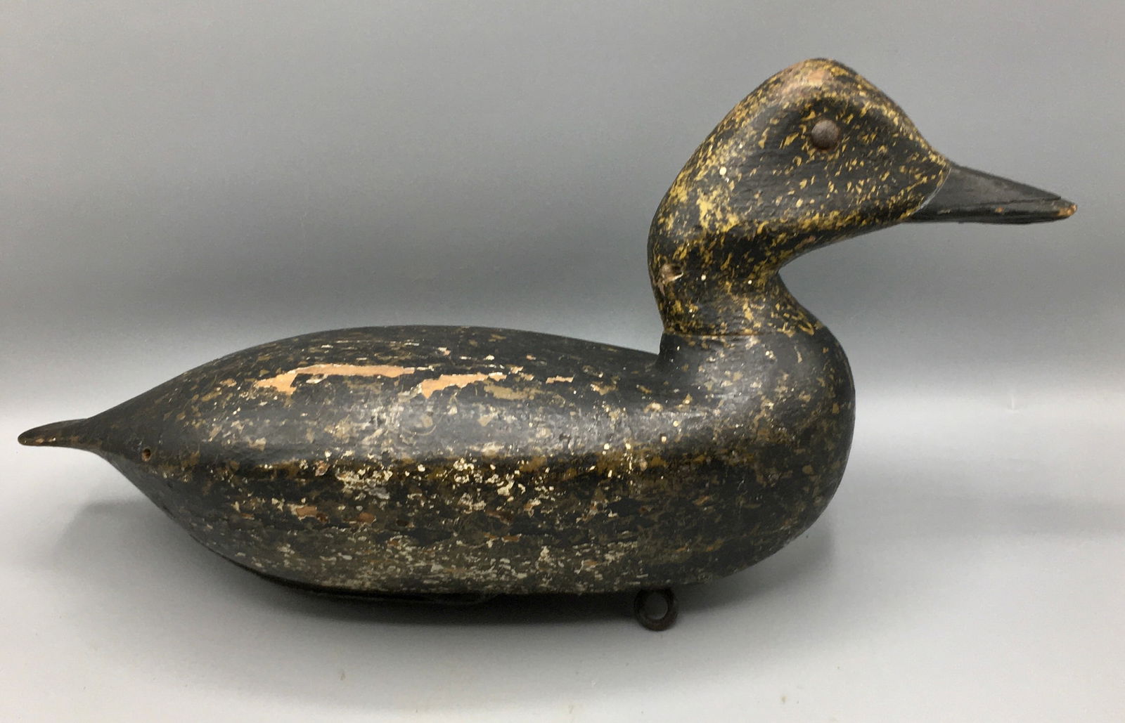 Black Duck from Maryland (1 of 4)