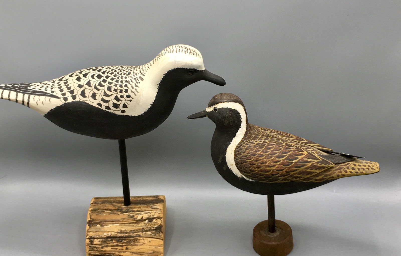 A Golden Plover and a Black-Bellied Plover (1 of 4)