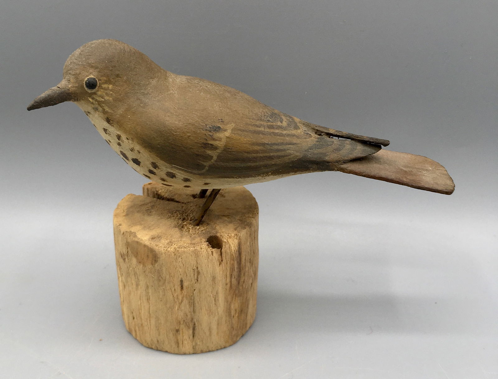 Wood Thrush by Peter Peltz (1 of 4)