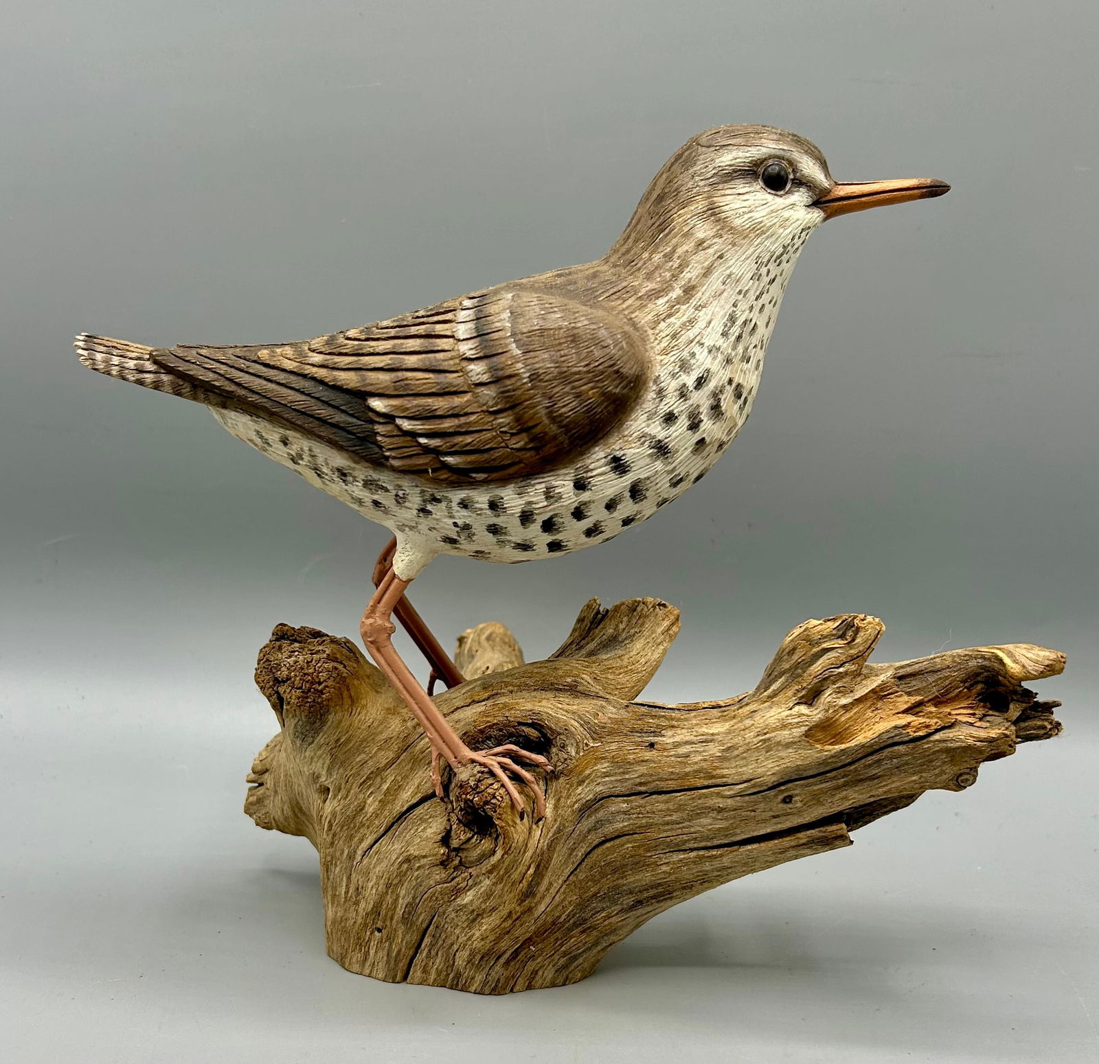 Life-Size Spotted Sandpiper by Stan Sparre (1 of 5)