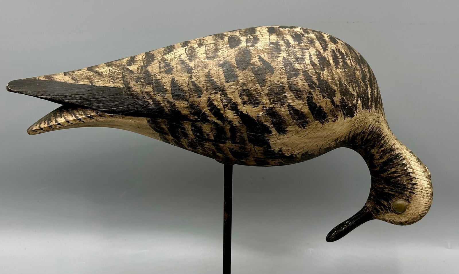 Feeding Black-Bellied Plover by Martin Collins (1 of 3)