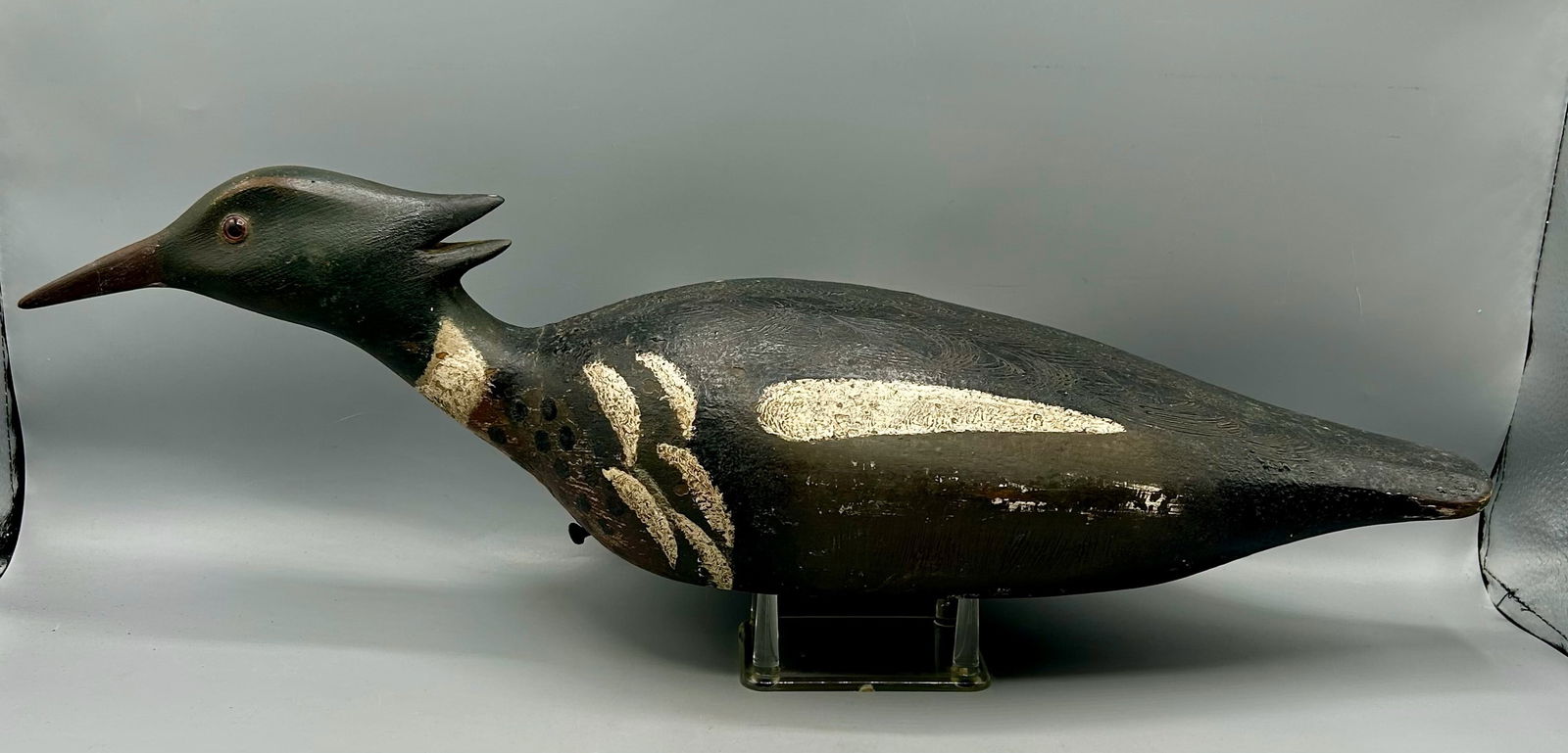 Swimming Merganser Drake, Eastern Shore, VA (1 of 4)