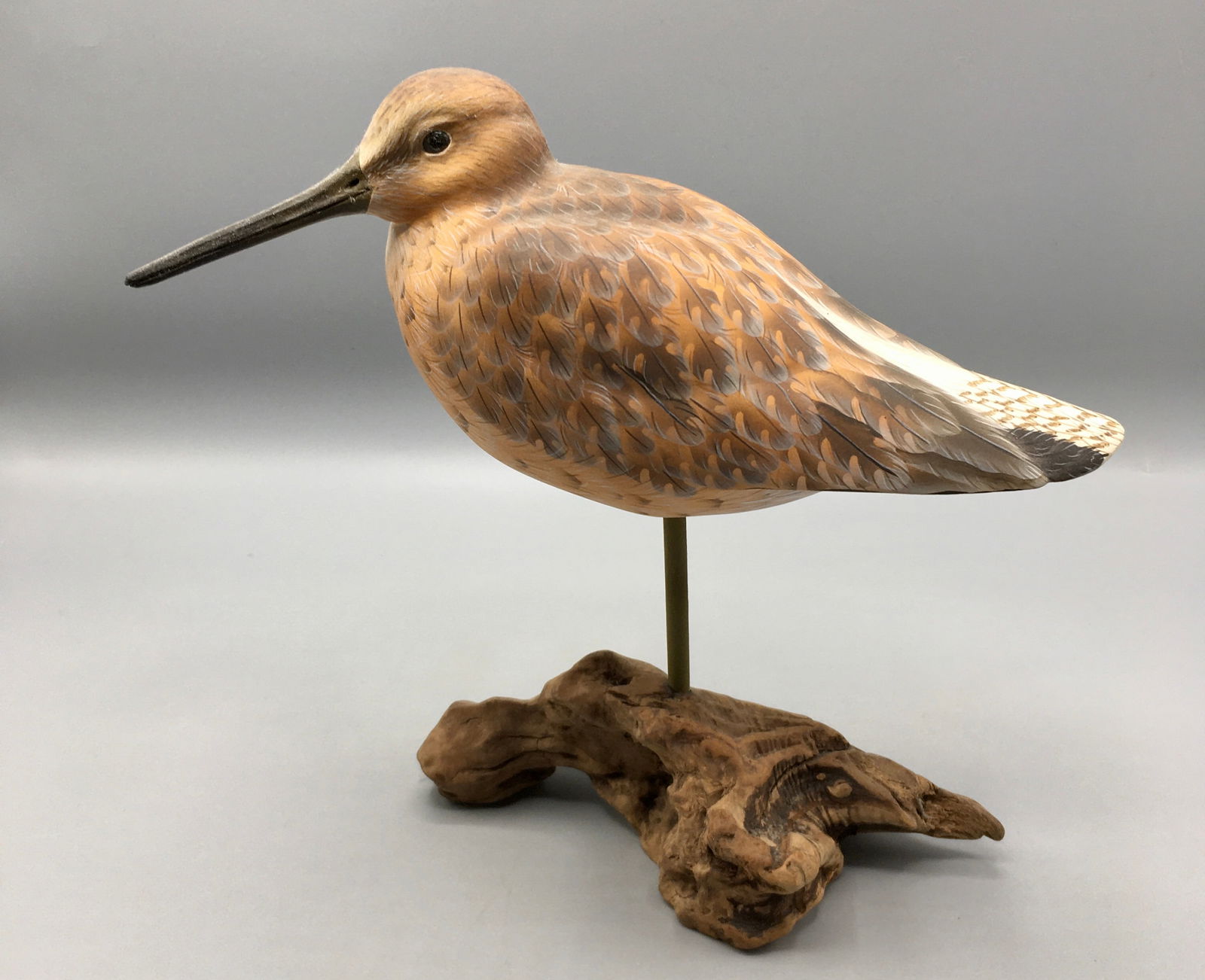 Short-Billed Dowitcher by Al Jordan (1 of 5)