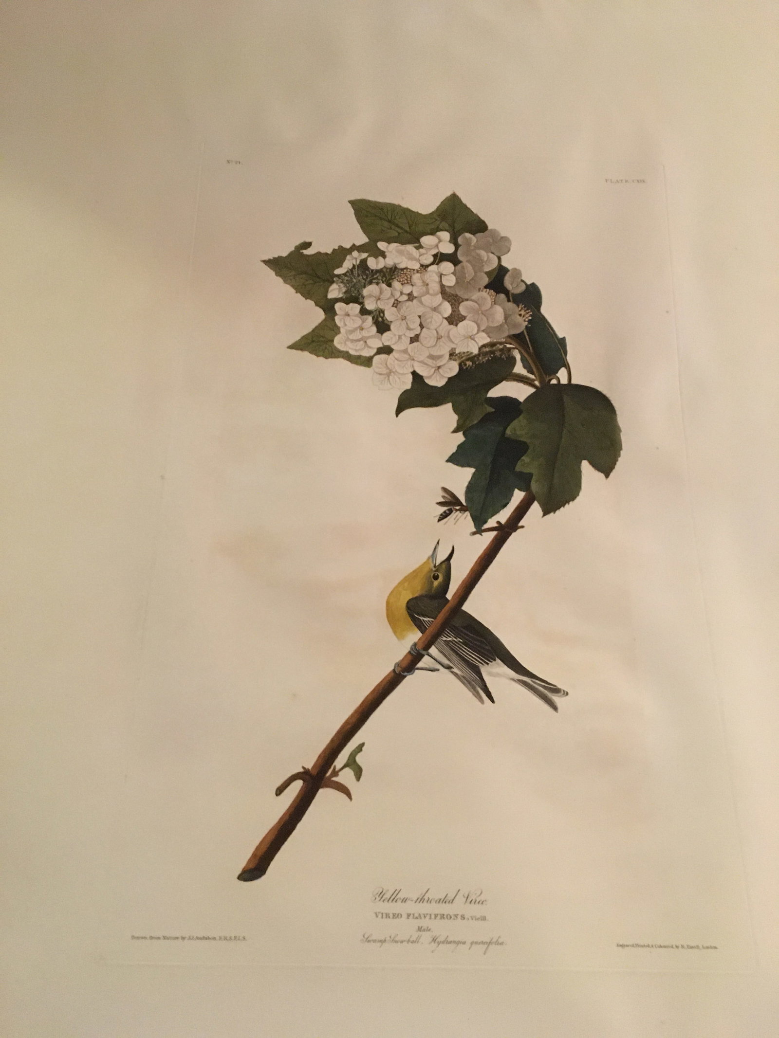 Original Colored Engraving Yellow-Throated Vireo by Audubon (1 of 6)