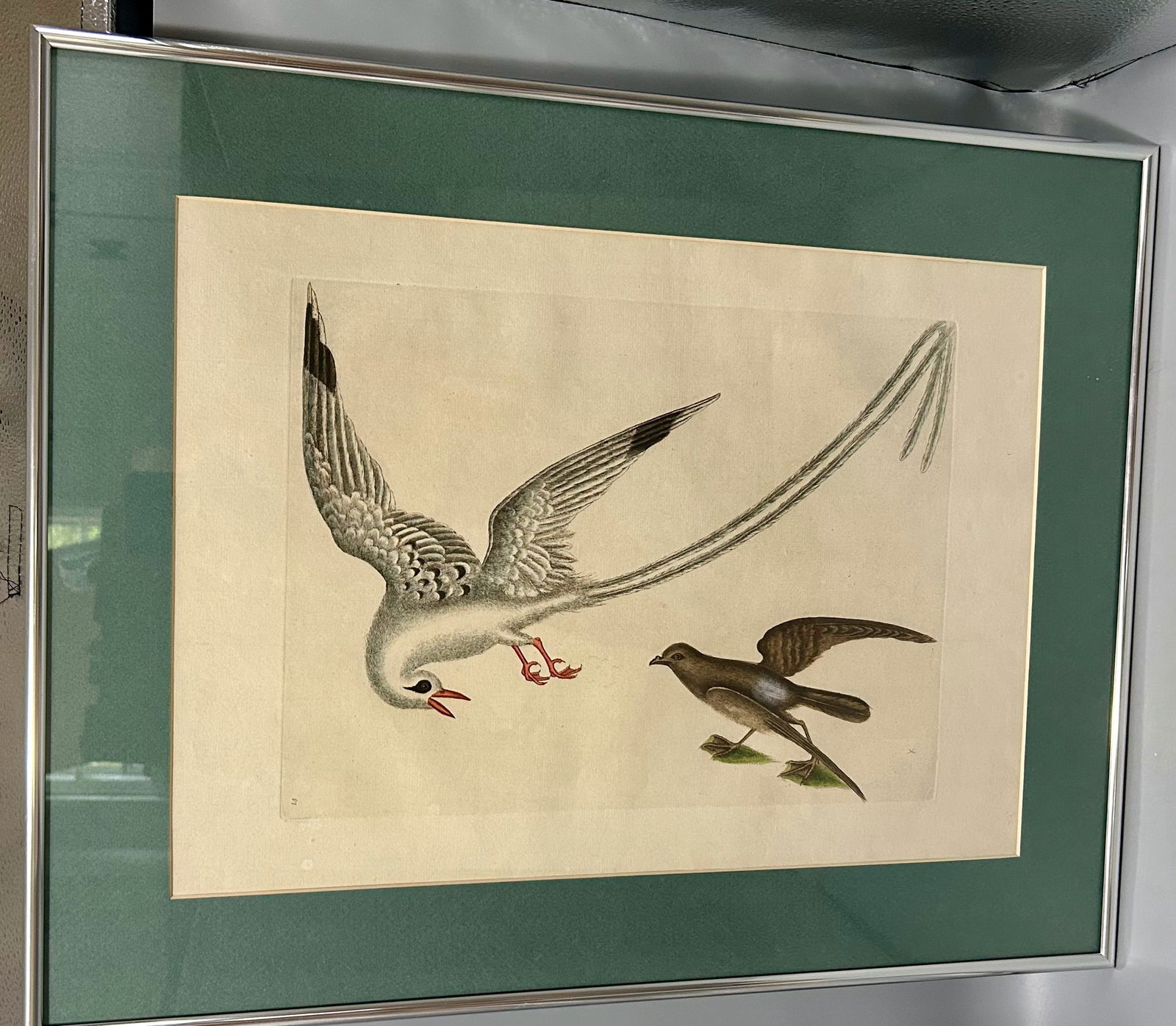 18th Century Colored Etching by Mark Catesby: A 12 1/2 by 18 inch (sight) hand-colored engraving of a Tropic Bird and a Storm Petrel by Mark Catesby (1679-1749) from "The Natural History of Carolina, Florida, and the Bahama Islands," London (1731