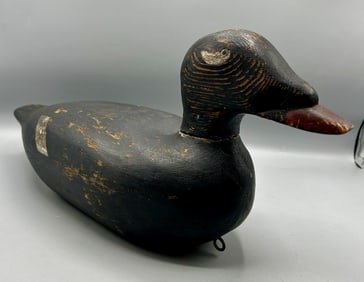 White-Winged Scoter Decoy from Maine