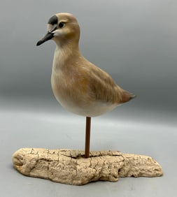 Rare Mountain Plover by Al Jordan