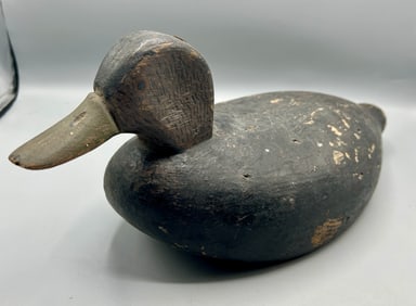 Swimming Black Duck from the Dr. Starr Collection